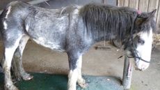 RSPCA-thumbnail.jpg