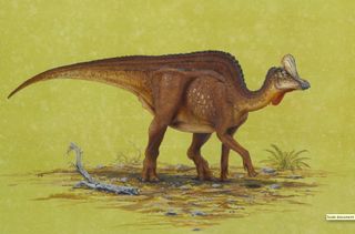 An illustration of a hollow-crested duck-billed dinosaur (Velafrons coahuilensis) that may have made noises with its hollow crest.