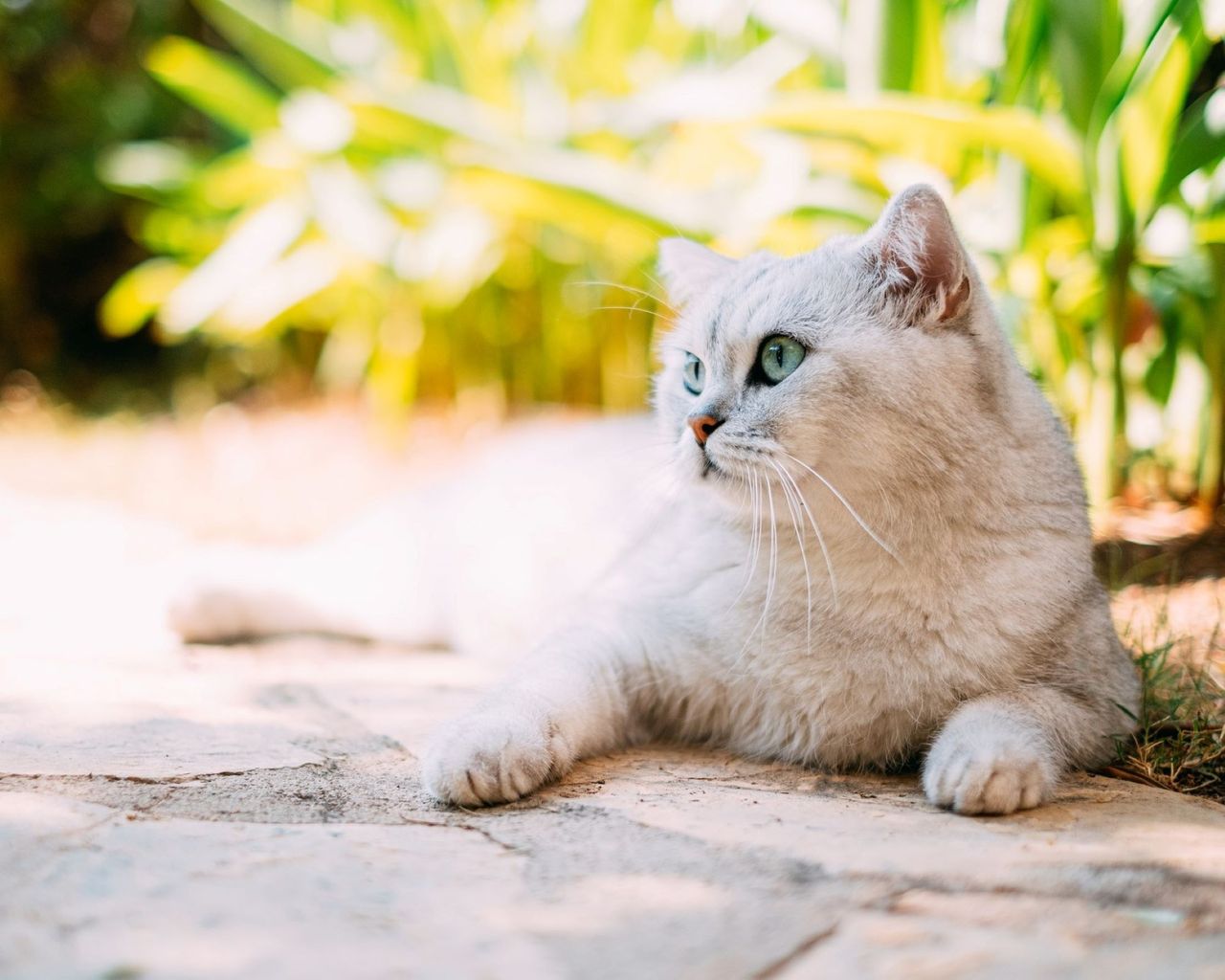 A white cat resting in a summer backyard