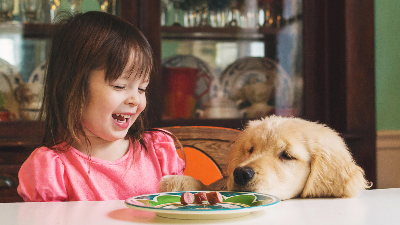 Dog begging for food off young girl&rsquo;s plate at dinner table