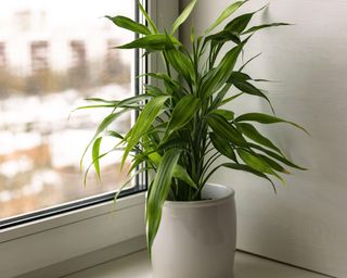 House plant Bamboo plant Dracaena Sanderiana in white flower pot on room windowsill