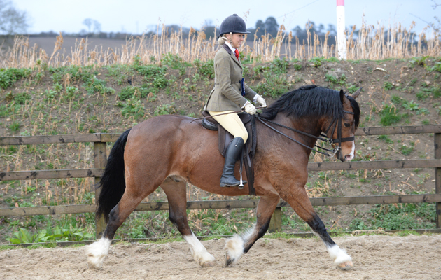 Ponies Association (UK) Winter Classic 2015 on 28 03 2015