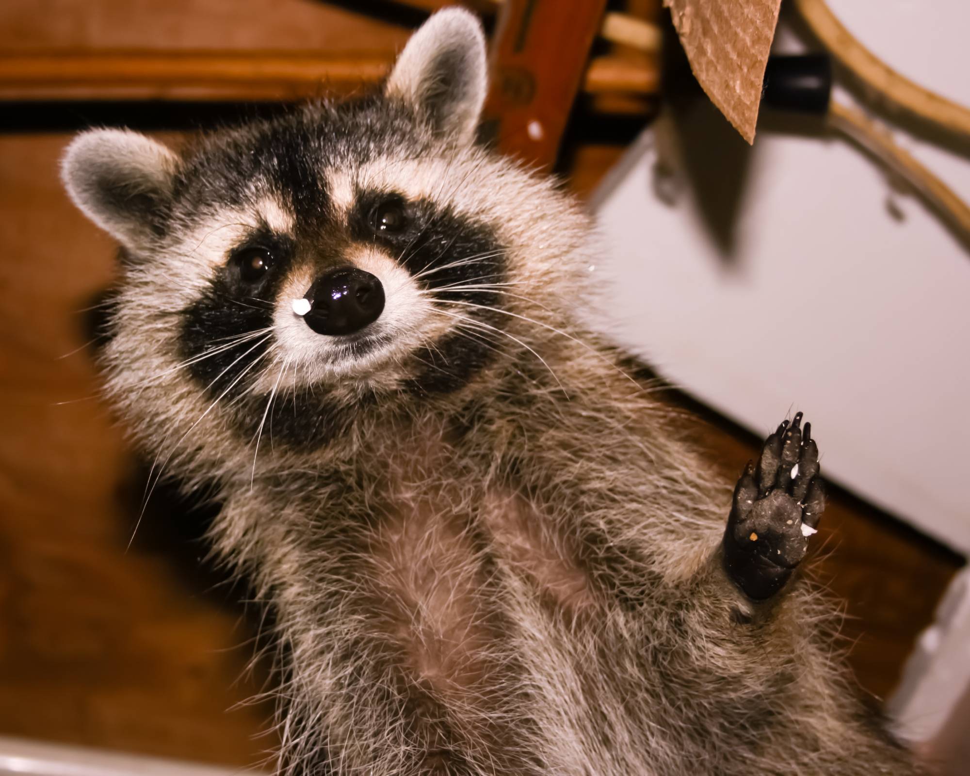 Raccoon in attic