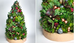 Succulent Christmas tree alternative on a wooden plinth