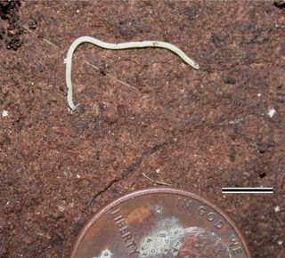 a white millipede with 750 legs.