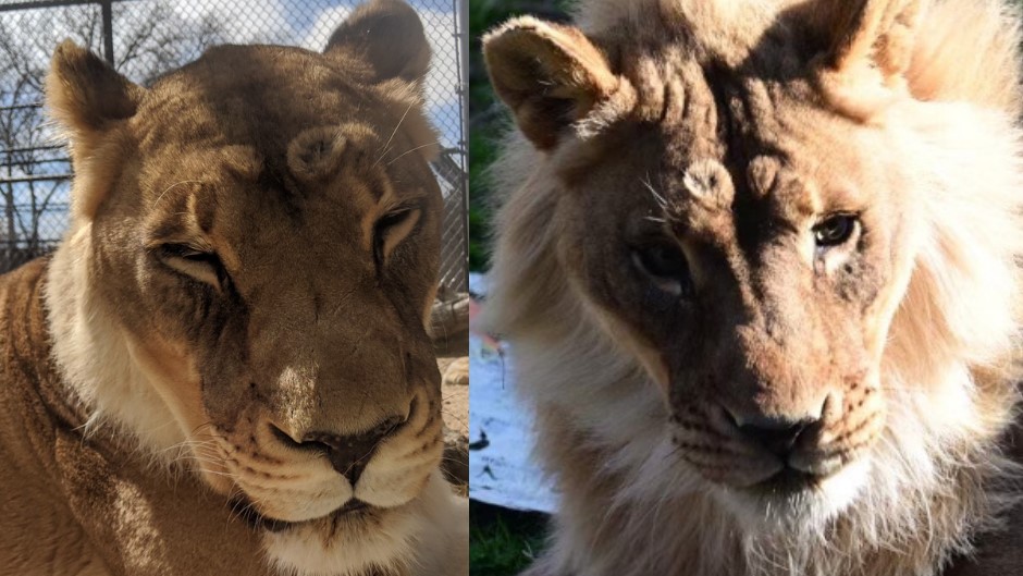 Zuri the lioness in April 2020, before she started growing a mane, and in August 2022, with her 