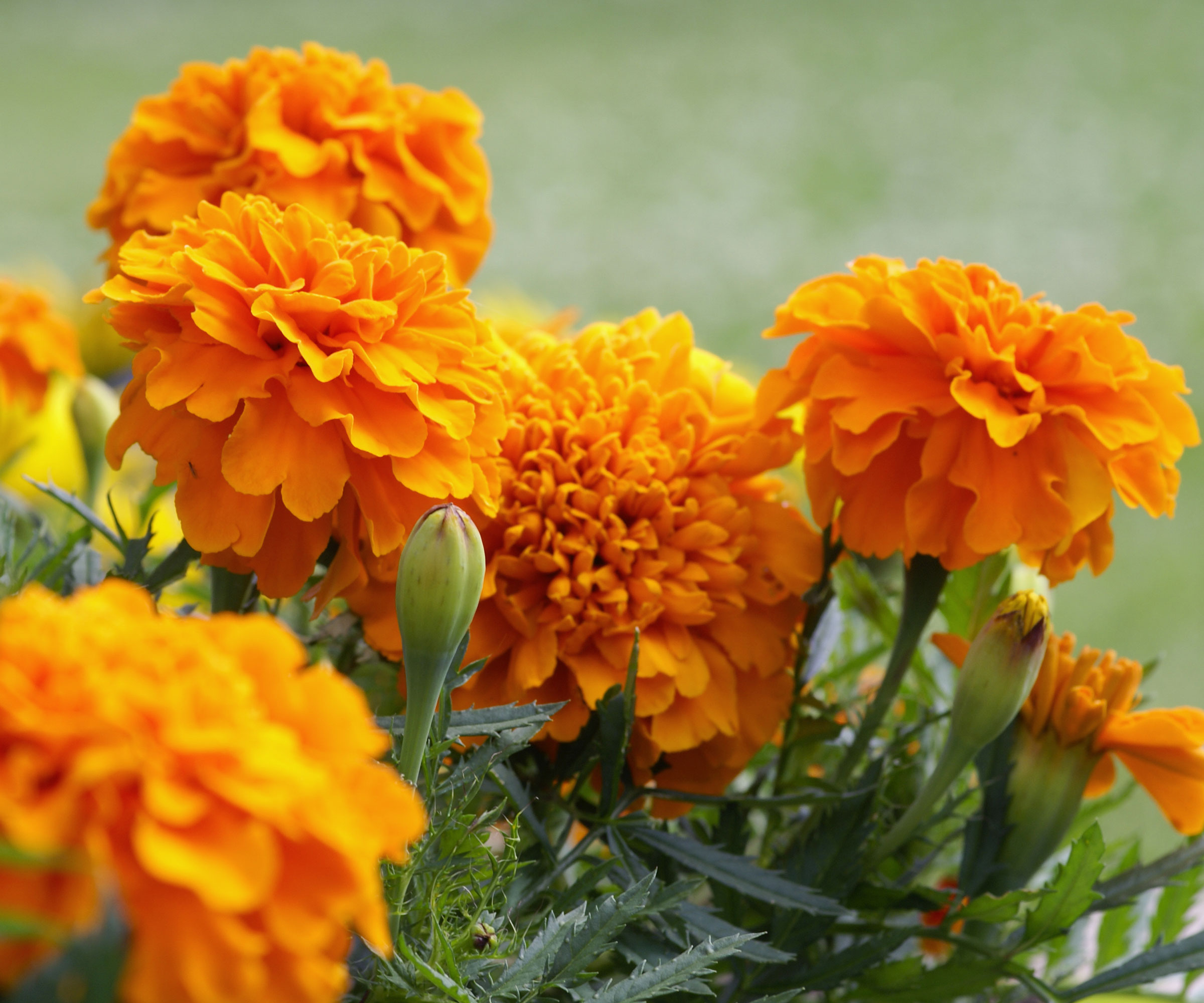 marigolds growing in raised bed