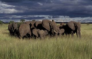 An elephant family in Tanzania featuring calves and adult elephants.