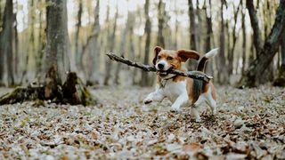 why do puppies eat sticks