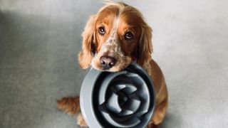 Cocker Spaniel holding up empty food bowl