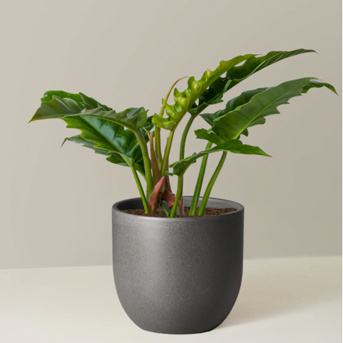 The Sill philodendron 