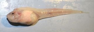 Mariana snailfish are small, translucent and scaleless, but they are the top predators in their extreme environment.