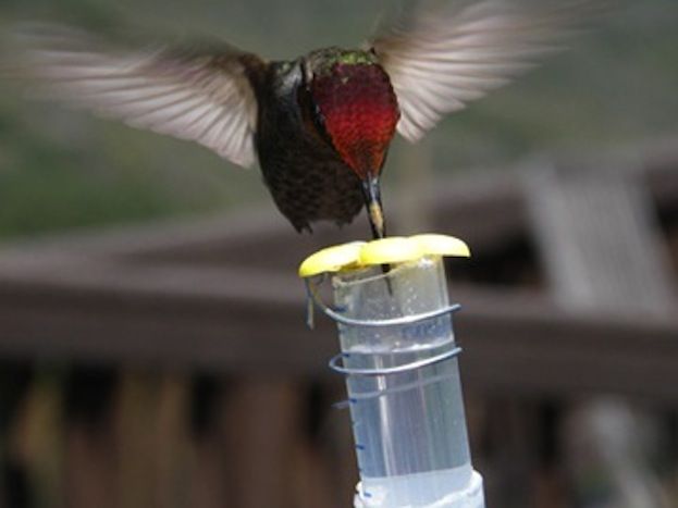 Hummingbird feeding on nectar