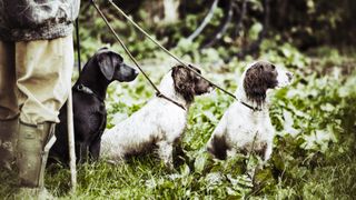 Labrador with two spaniels with gamekeeper