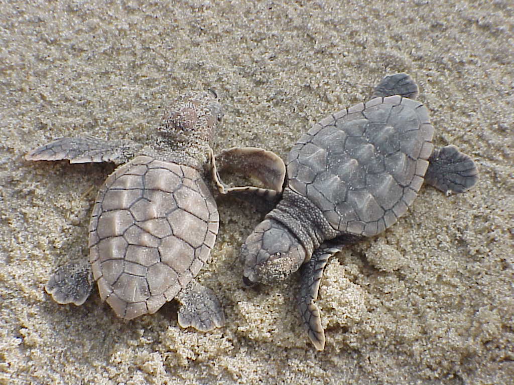 Loggerhead sea turtle hatchlings Loggerhead sea turtle hatchlings at the Back Bay National Wildlife Refuge in Virginia.