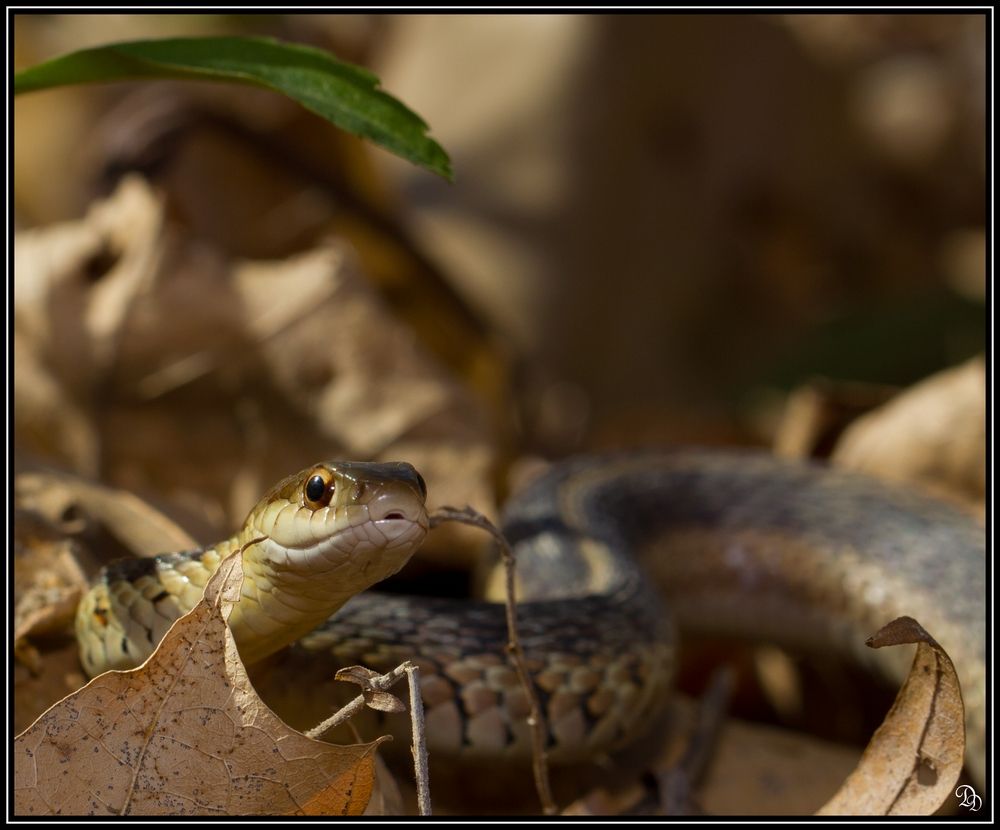 A common garter snake in the leaves.