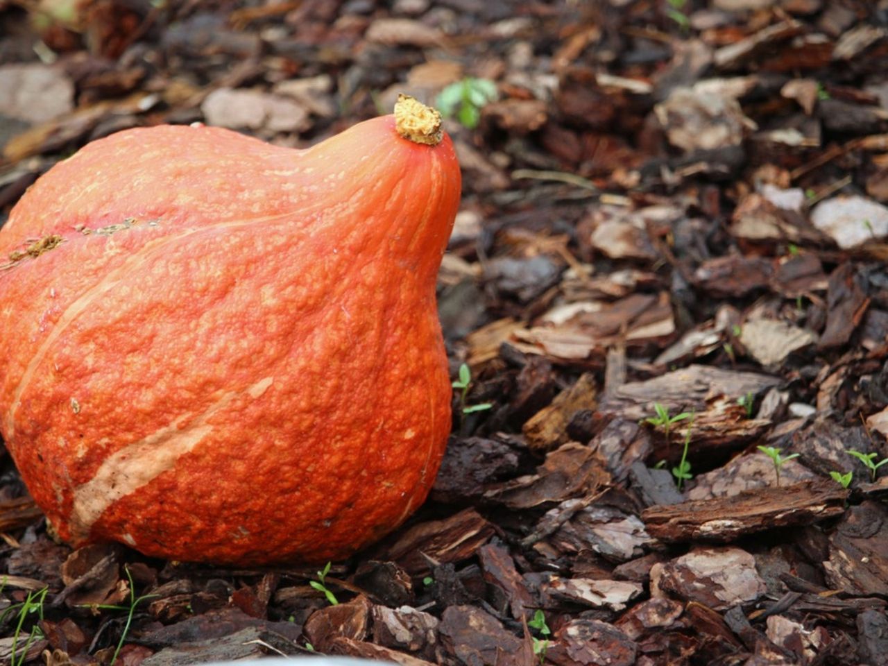 A Hubbard Squash Plant