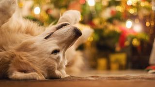 picture of golden retriever on floor near christmas tree