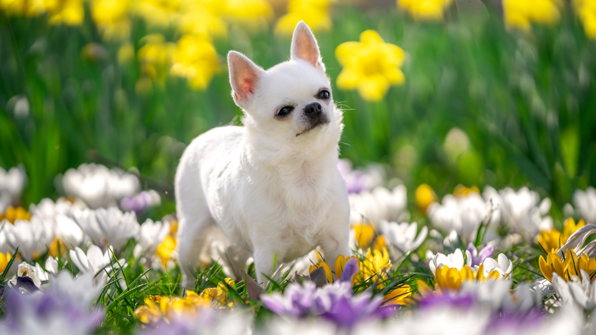 White chihuahua among flowers