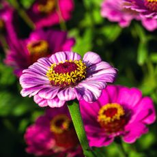 pink zinnia grown from seed in a garden