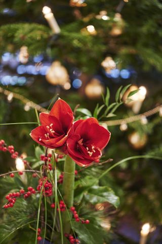 Bouquet of red Amaryllis in front of unfocussed lamps