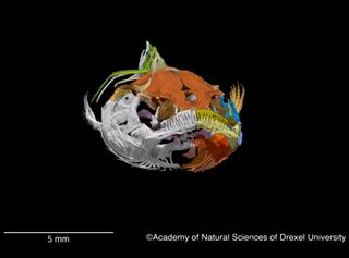 a scan showing the bones of a toothy catfish.