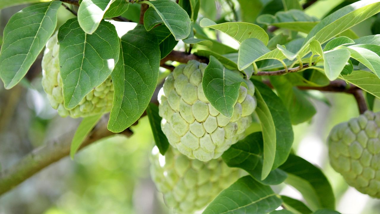 custard apple fruits growing on a branch of a cherimoya tree