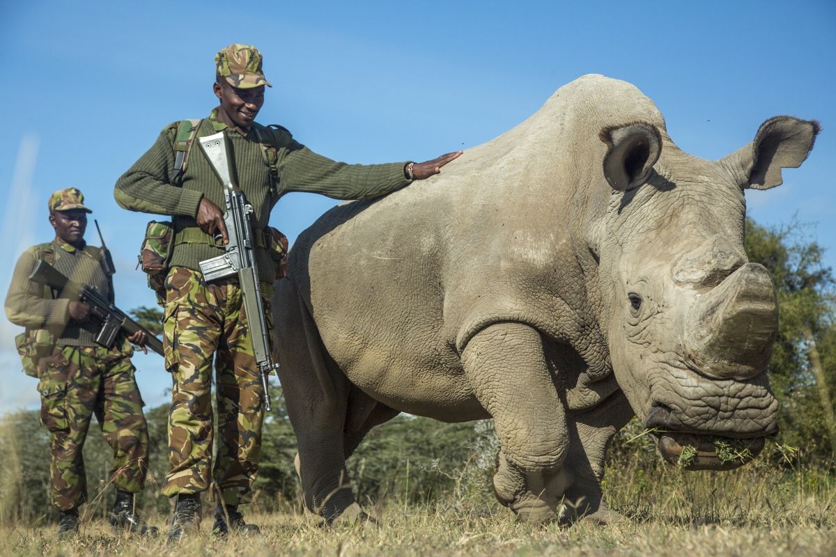 Sudan, the last male northern white rhino, is protected by armed guards John Mugo and Daniel Maina at Ol Pejeta Conservancy on June 25, 2015 in Laikipia County, Kenya.