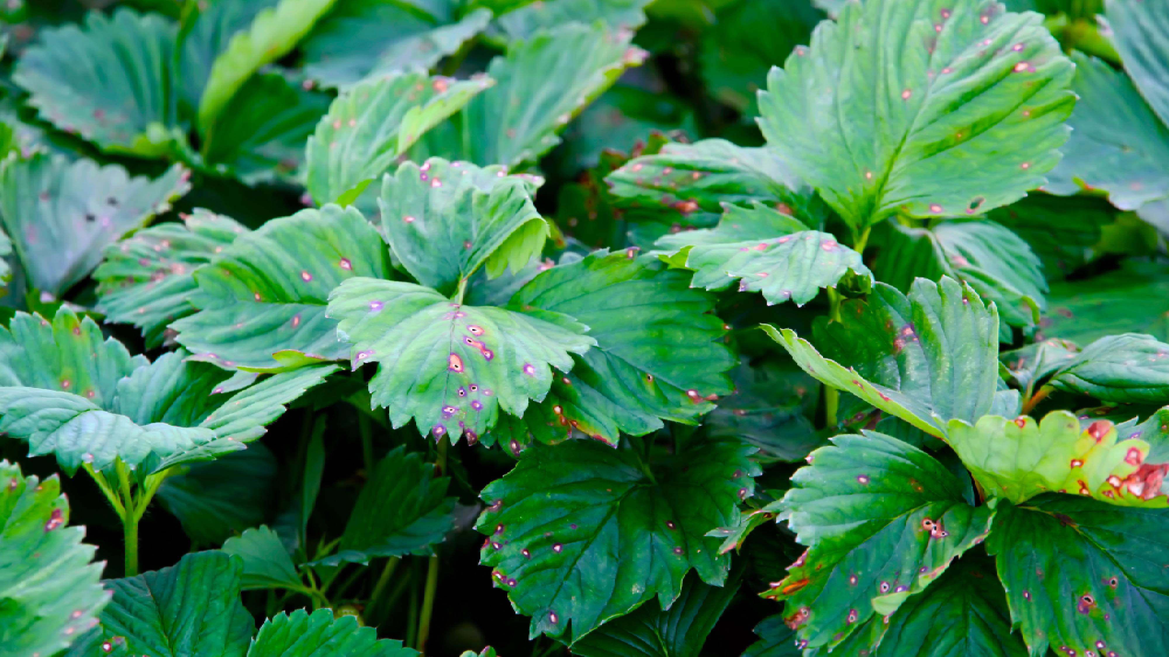 Strawberry plant leaves with leaf spot fungus