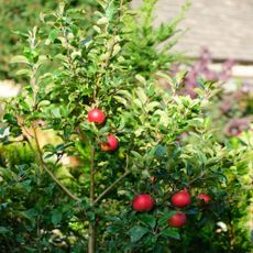 Red apples growing on small apple tree in garden