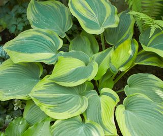 variegated green and yellow hostas
