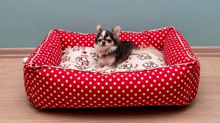 Chihuahua in one of the best heated pet beds with white polka dots on it