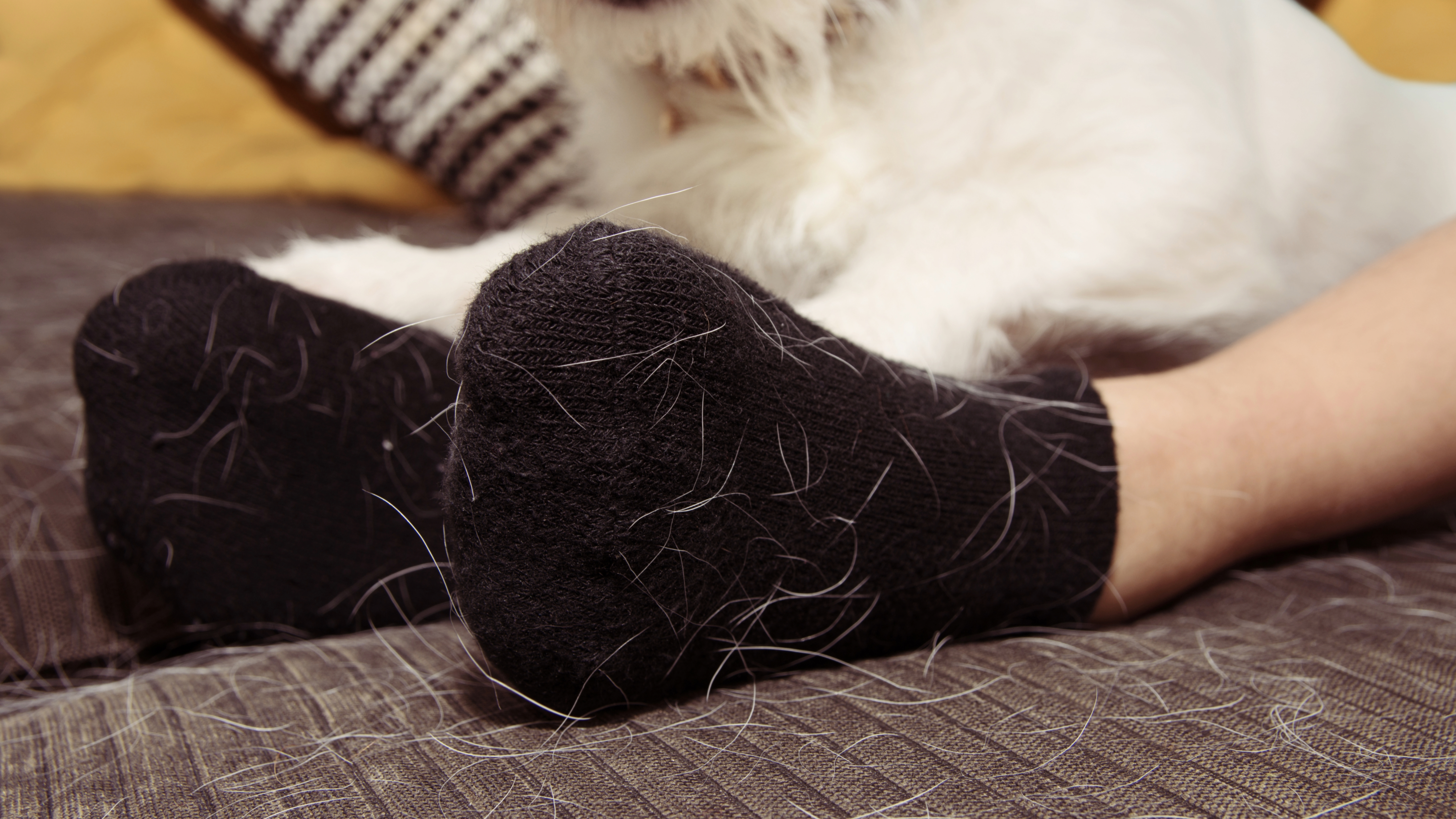 Dog hair stuck to socks