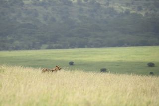 Leone in lontananza nel parco nazionale