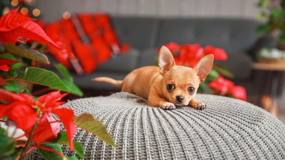 small dog sitting next to poinsettia plant