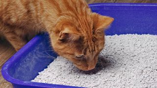 Blood in cat's stool - a cat in a litter tray