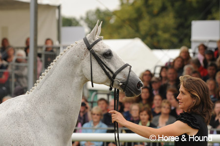 Lenamore at the Burghley Horse Trials 2011 trot-up