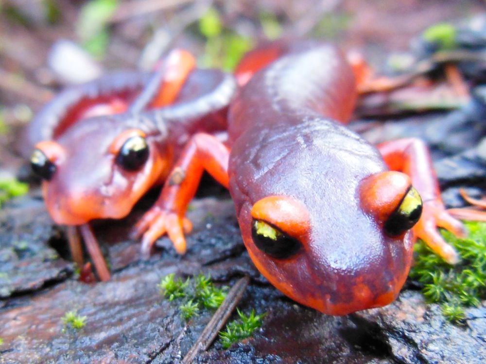 Ensatina salamanders