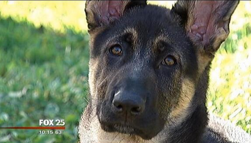 Adorable puppy accidentally drives owner&amp;#039;s car into a lake