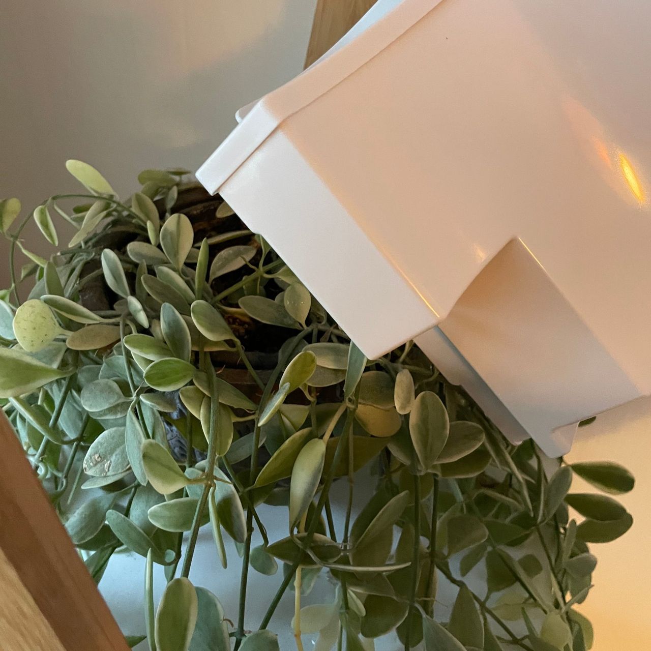 Pouring dehumidifier water onto a houseplant