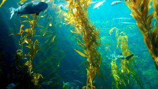 Algae growing underwater