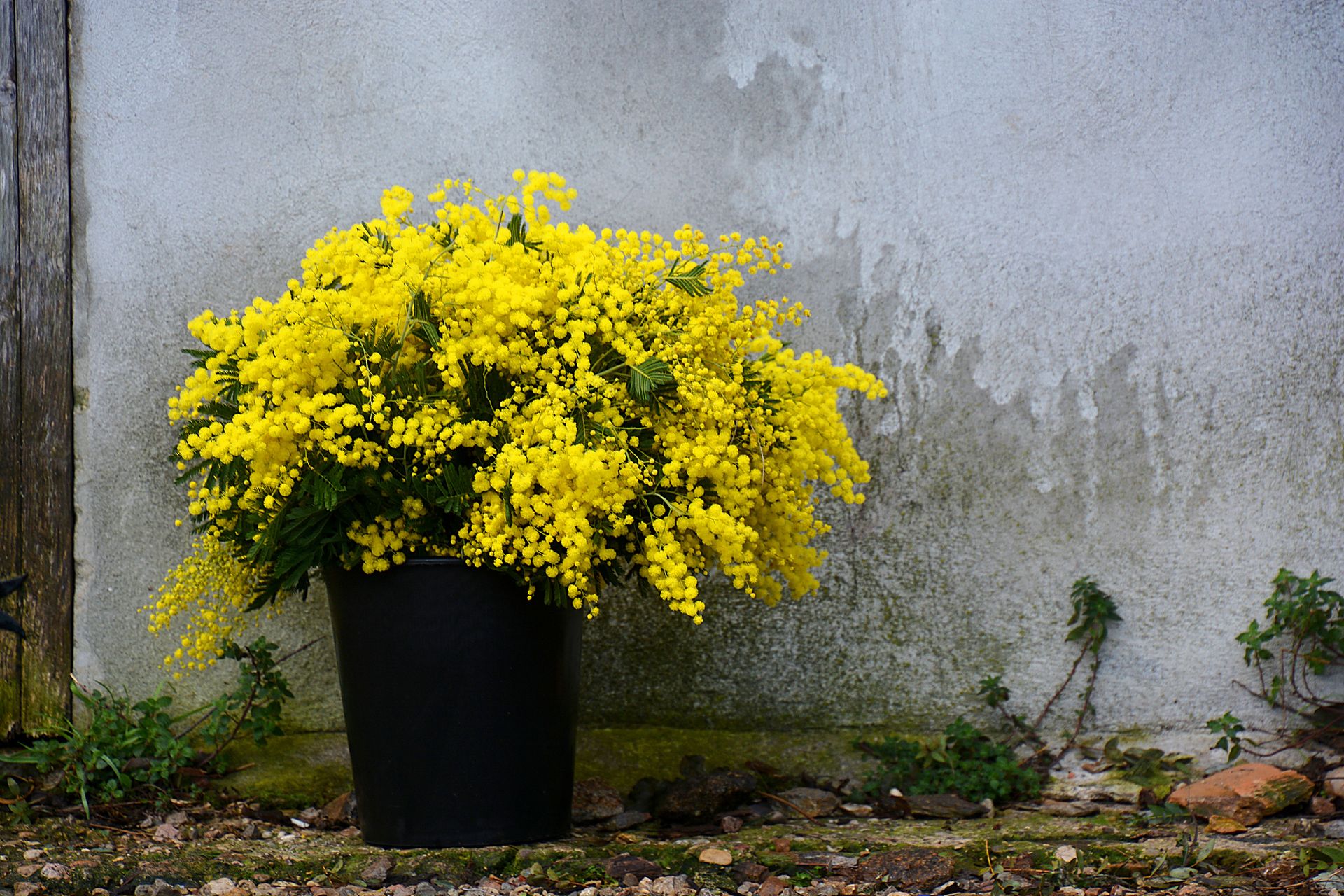 Best small garden trees 6 growers for your garden Real Homes