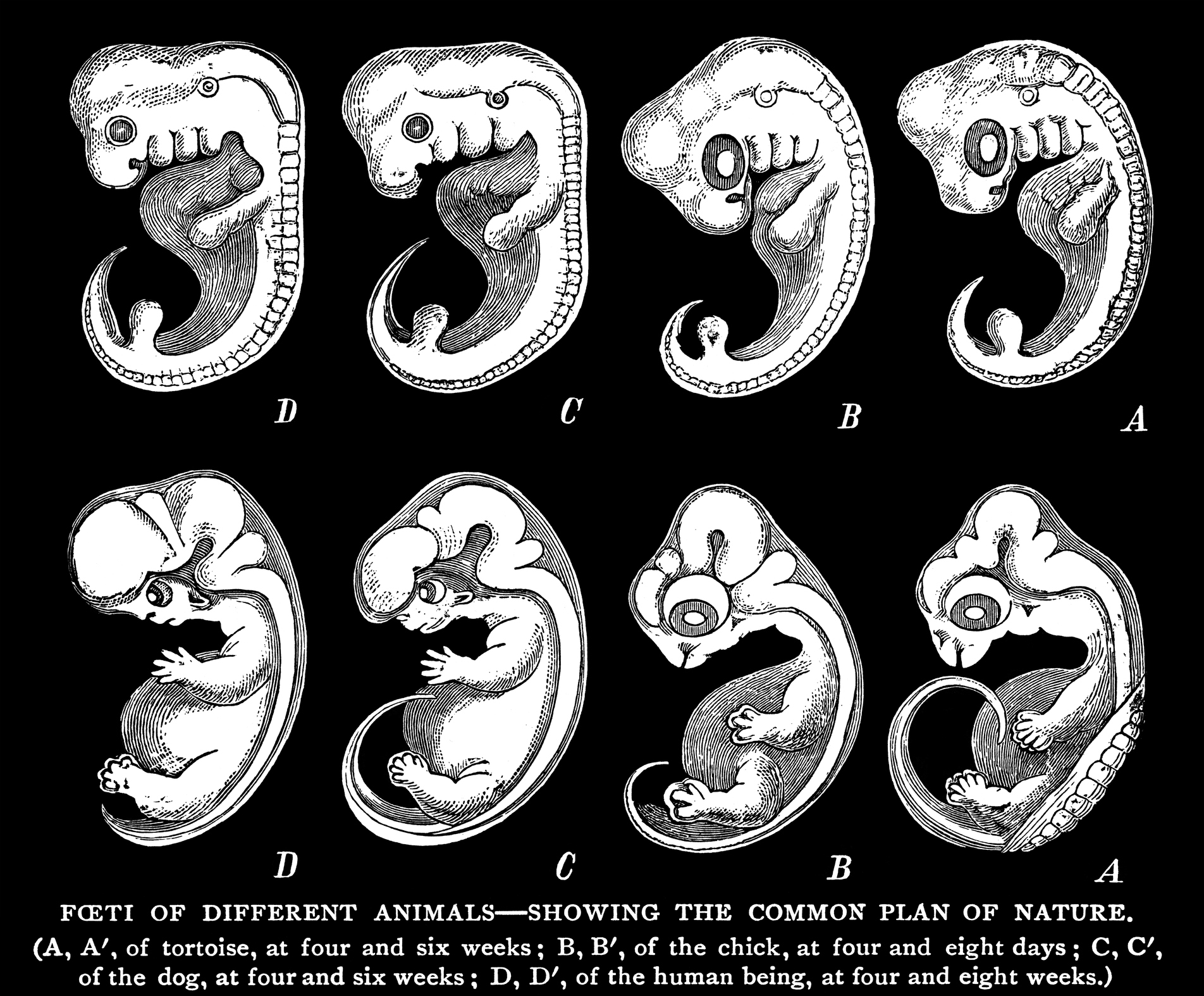 Frühe fötale Entwicklung bei einer Schildkröte (A), einem Küken (B), einem Hund (C) und einem Menschen (D).