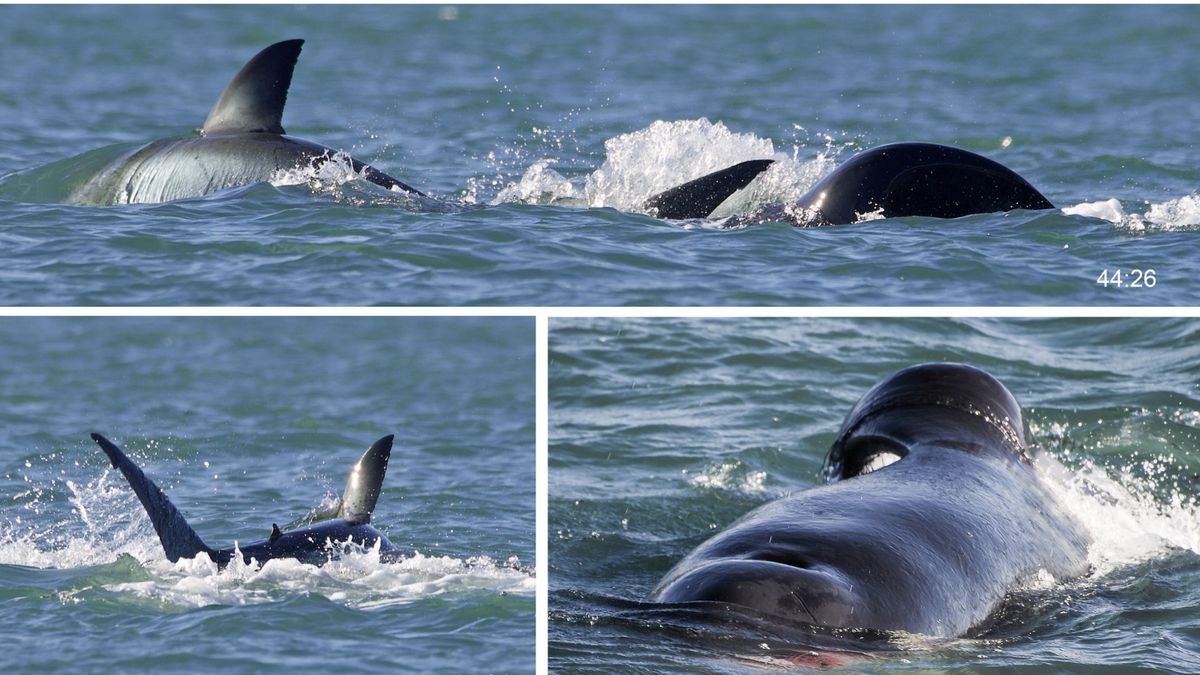 Lone orca kills great white shark in less than 2 minutes by ripping out its liver