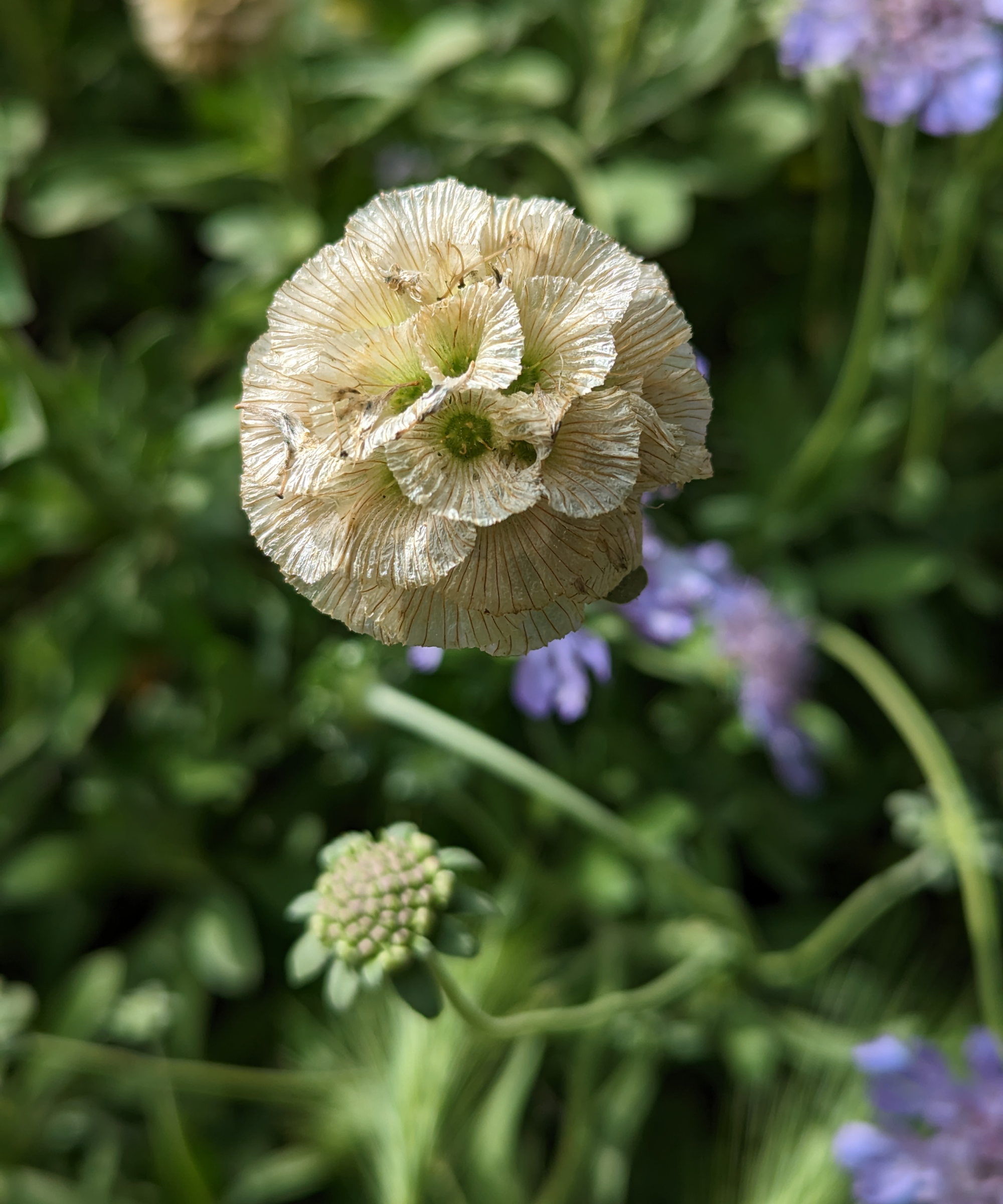 scabious starflower in sunny garden