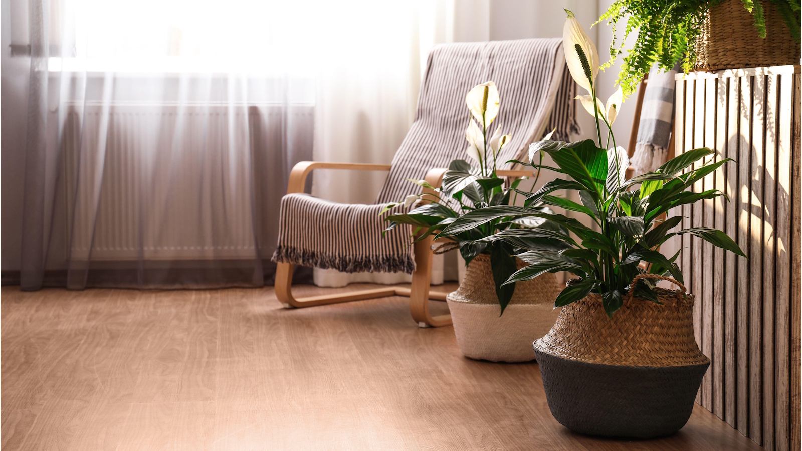 places to never grow a peace lily