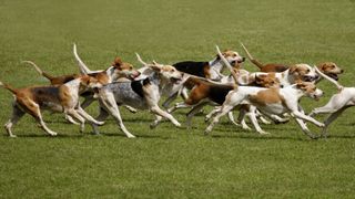 Foxhounds running