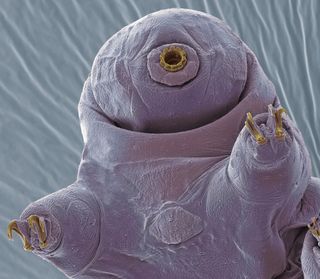 tardigrade face and arms up close