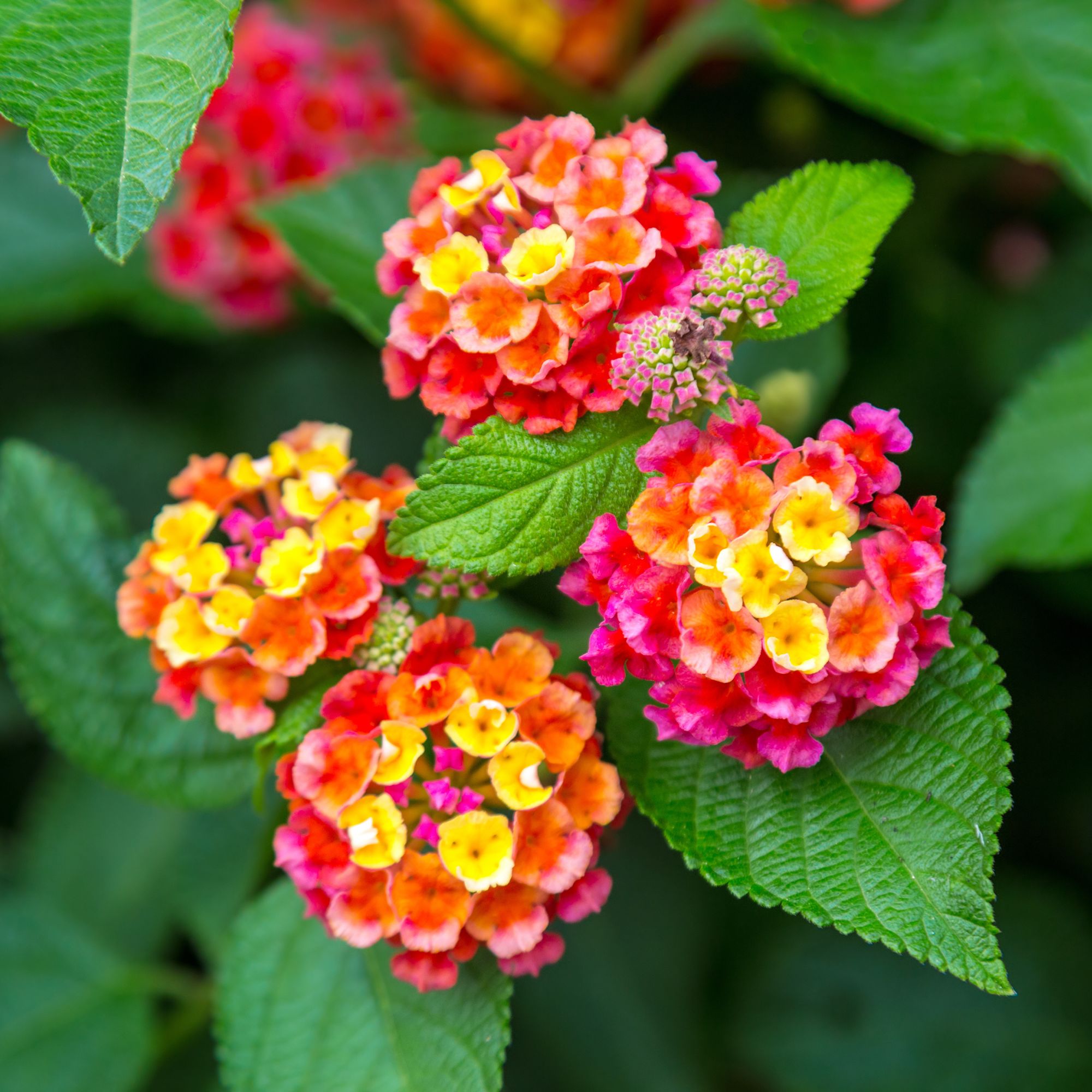 Pink, orange and yellow flowering lantana plant growing in garden