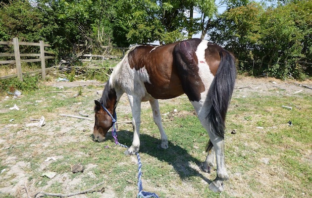 Wentloog Avenue horse ii[8] copy